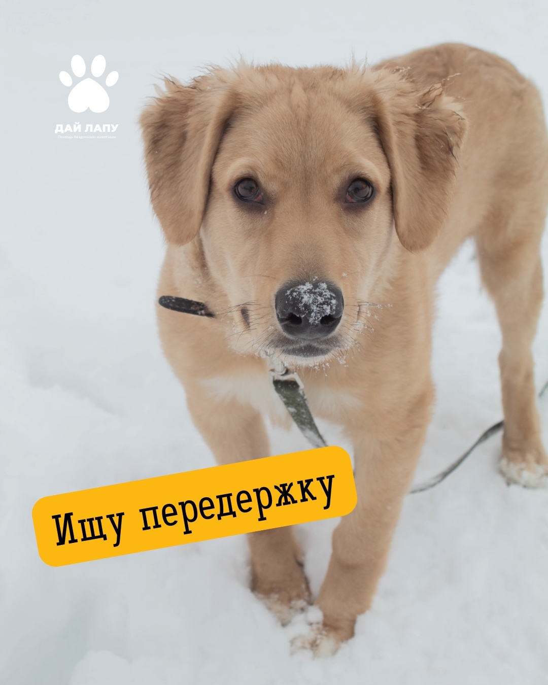 Найдена собака в Сургуте — фото объявления
