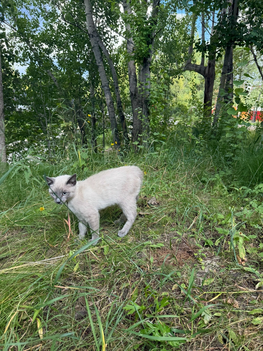 Пропала кошка в Сургуте — фото объявления