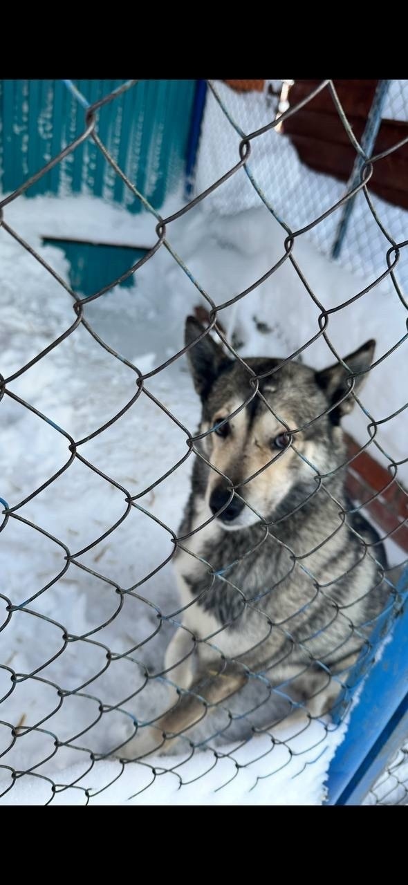 Пропала собака в Сургуте — фото объявления