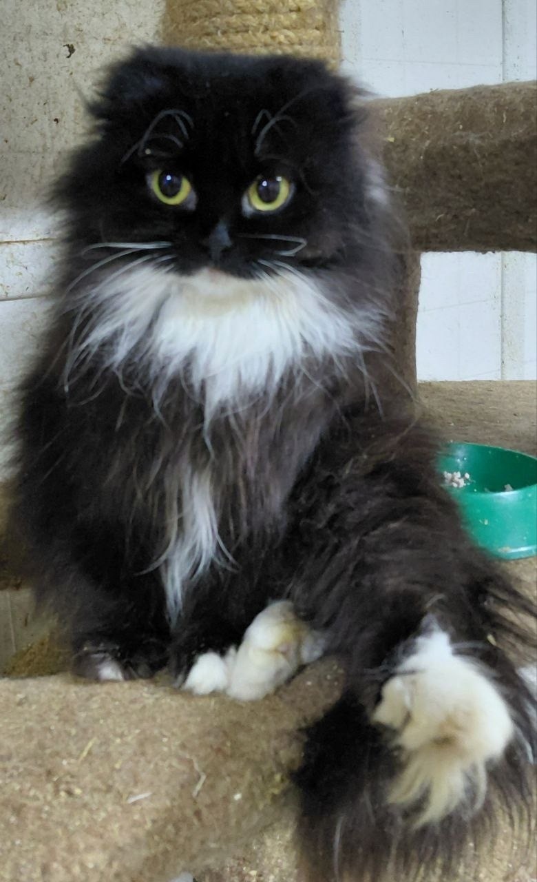 Найдена кошка в Сургуте — фото объявления