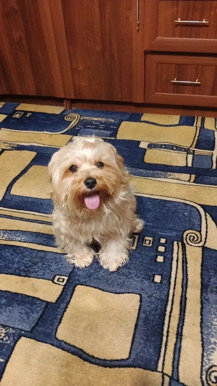 Пропала собака в Сургуте — фото объявления