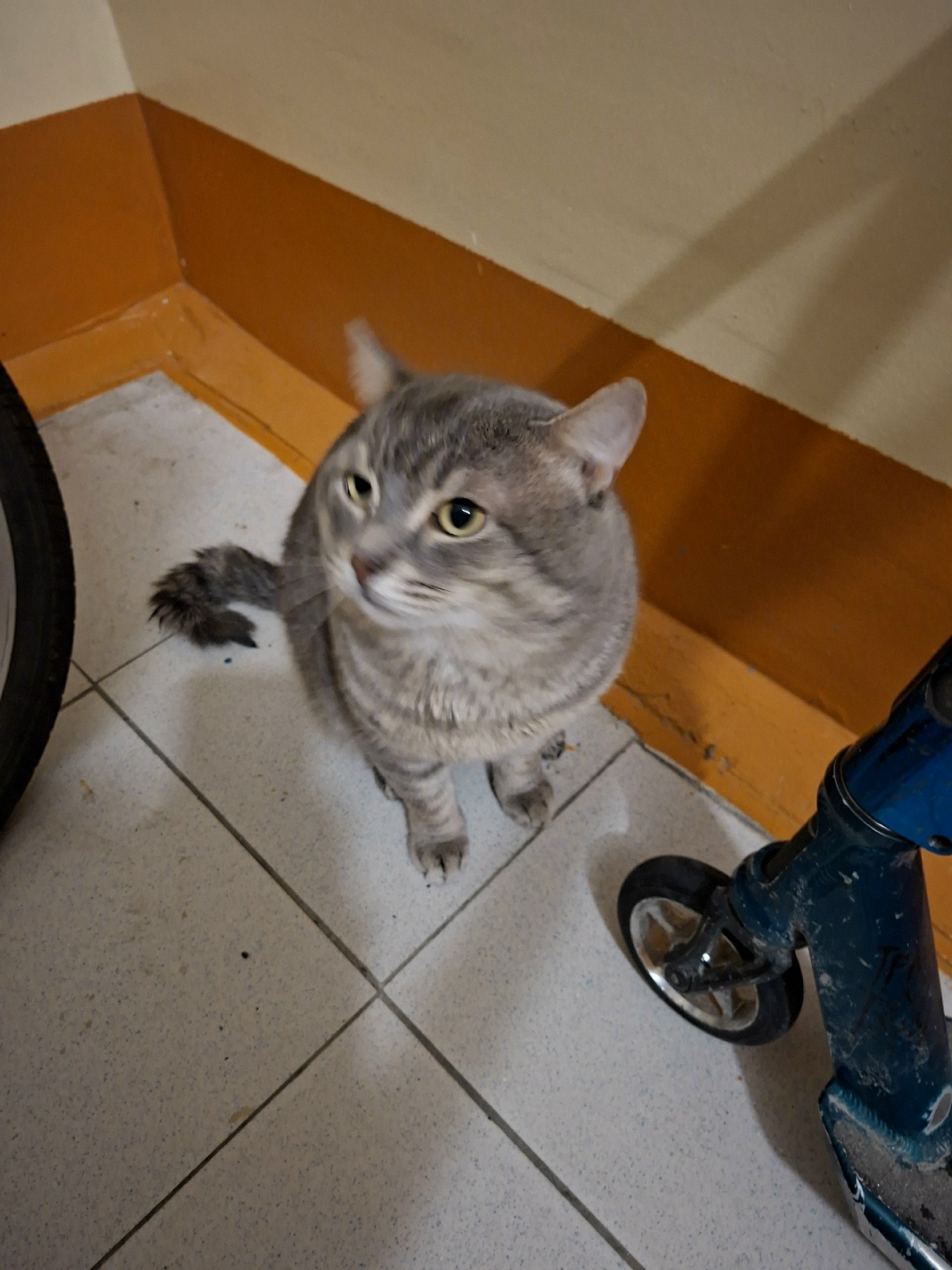 Найдена кошка в Сургуте — фото объявления