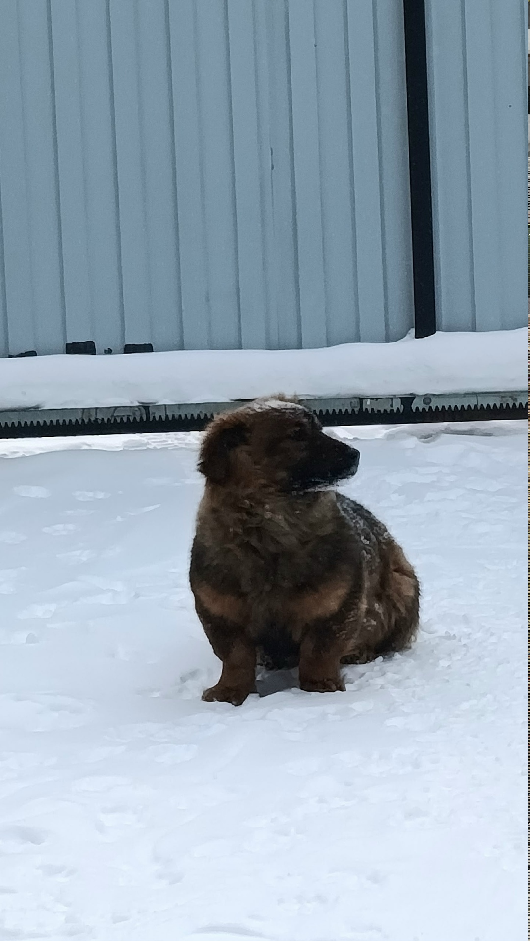 Найдена собака в Сургуте — фото объявления