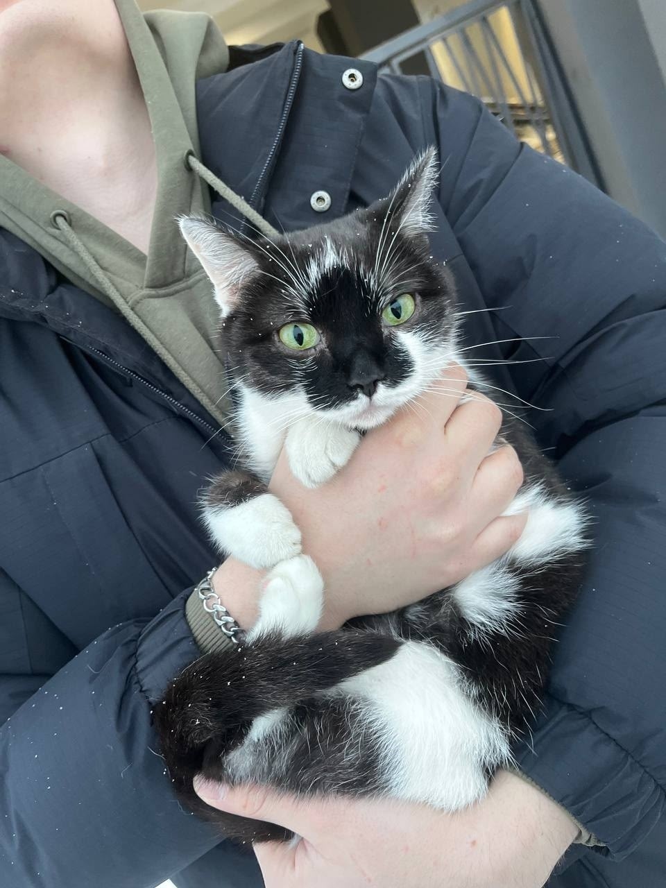 Найдена кошка в Сургуте — фото объявления