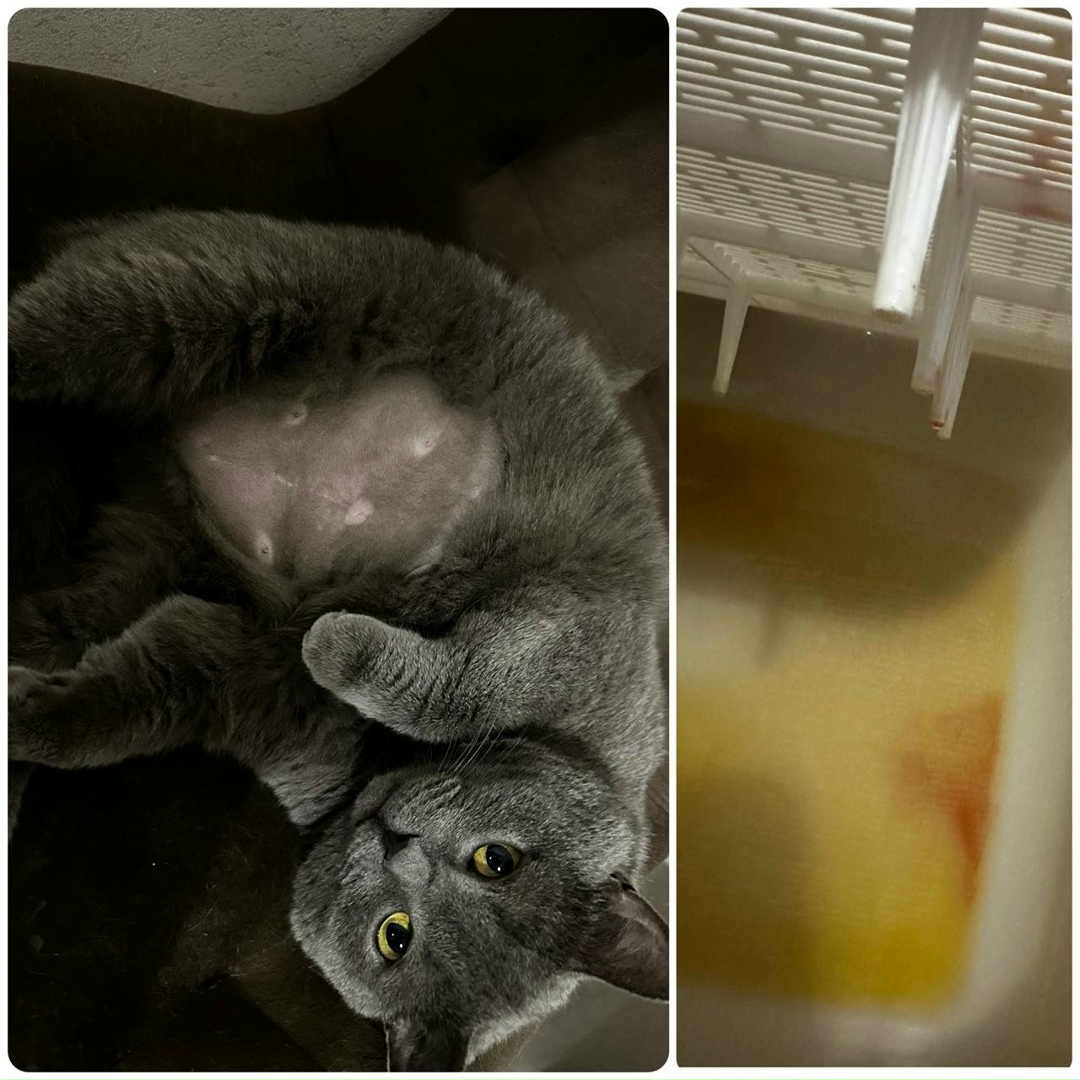 Найдена кошка в Сургуте — фото объявления