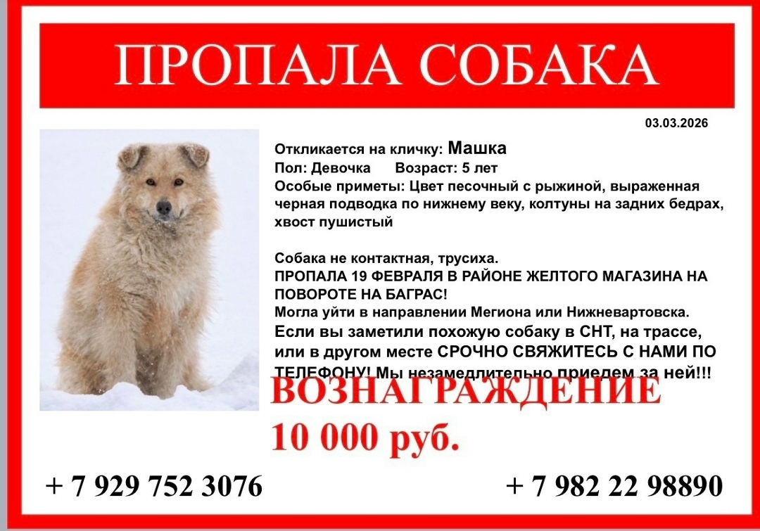 Пропала собака в Сургуте — фото объявления