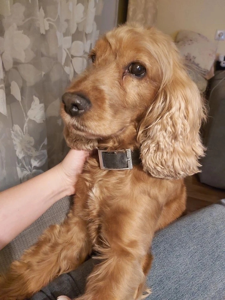 Пропала собака в Сургуте — фото объявления