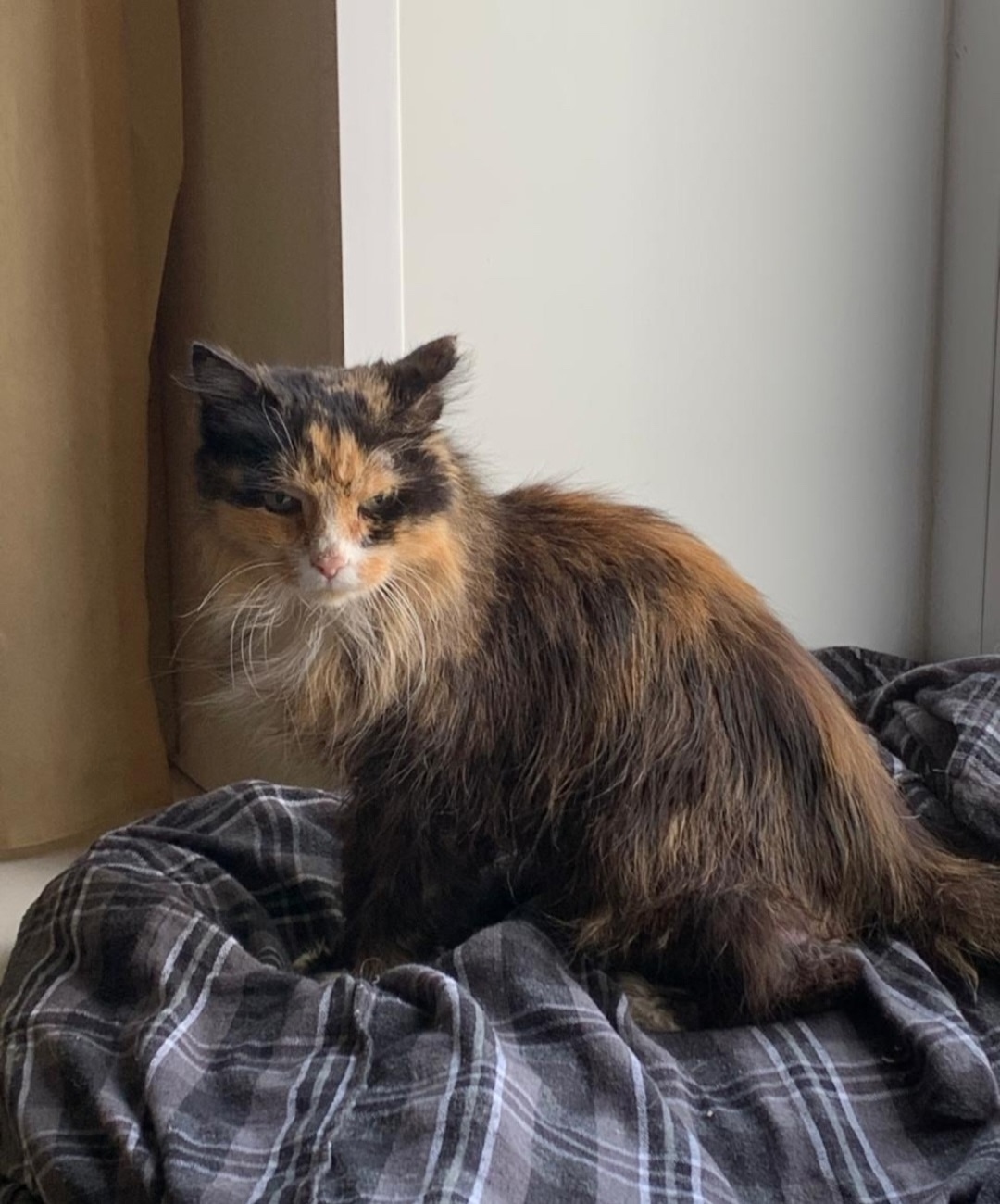 Найдена собака в Сургуте — фото объявления