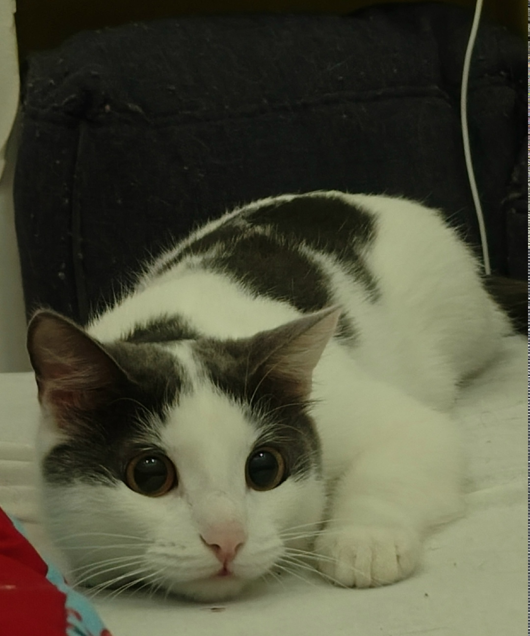 Найдена кошка в Сургуте — фото объявления