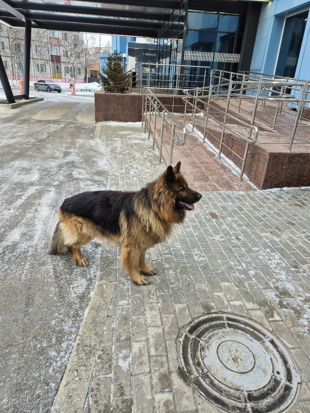 Найдена собака в Сургуте — фото объявления