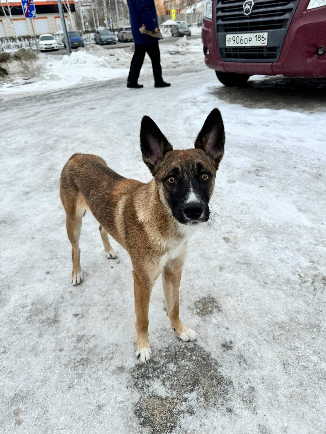 Найдена собака в Сургуте — фото объявления