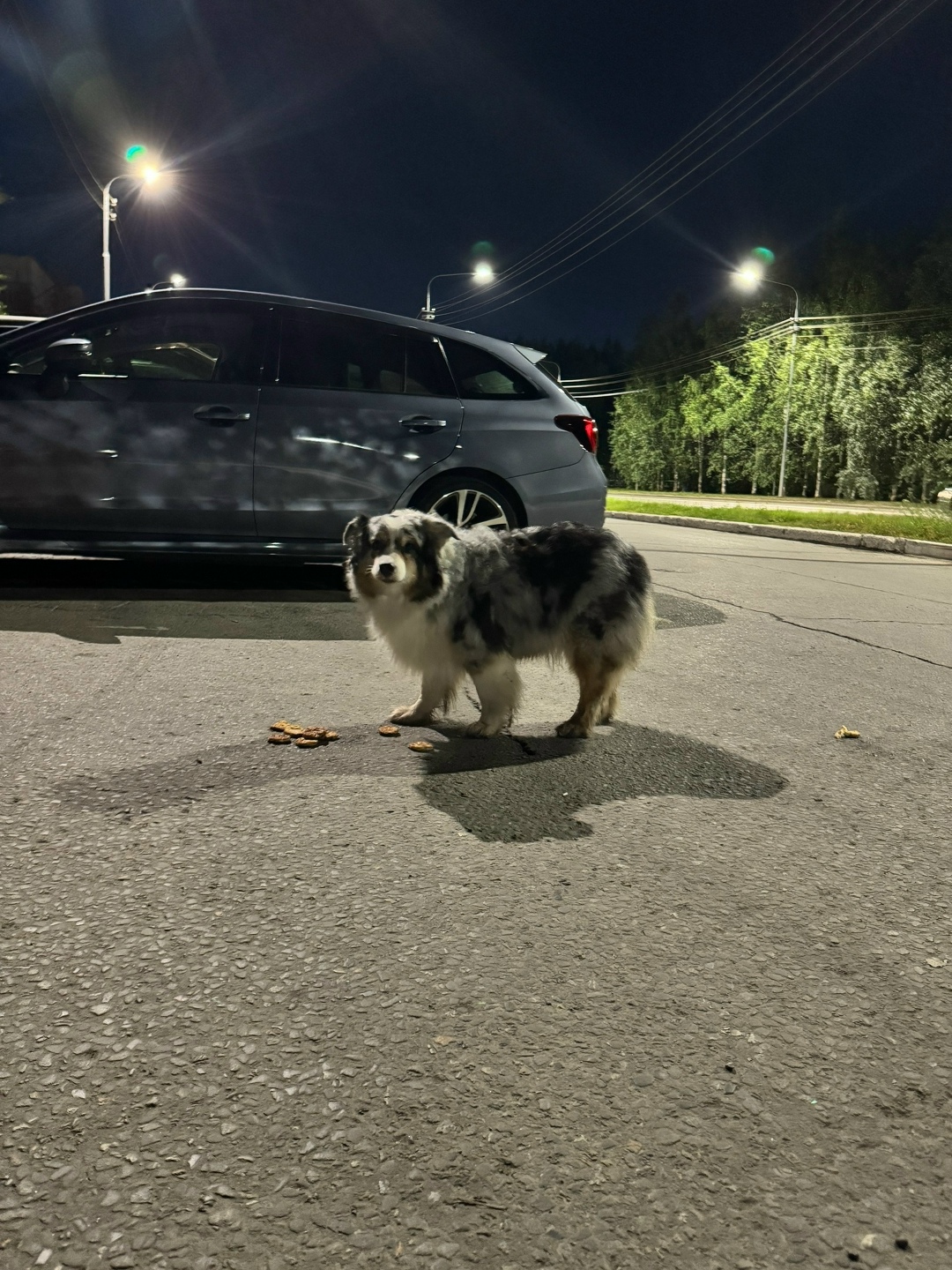 Найдена собака в Сургуте — фото объявления