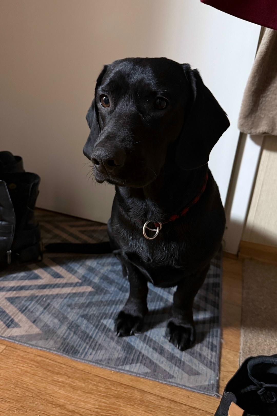 Найдена собака в Сургуте — фото объявления