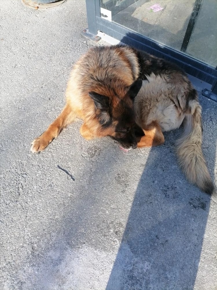 Найдена собака в Сургуте — фото объявления