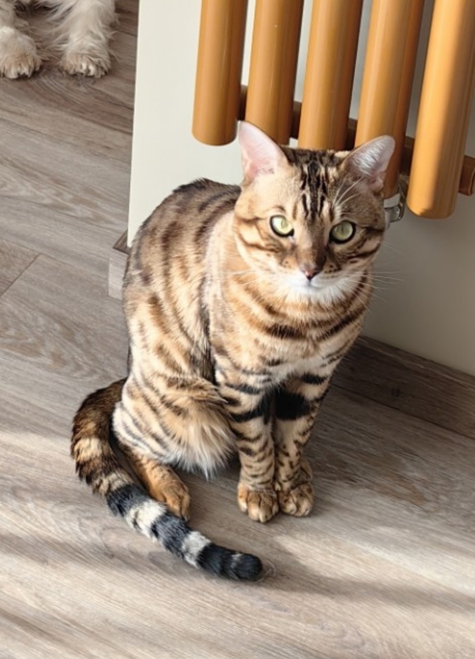 Пропала кошка в Сургуте — фото объявления