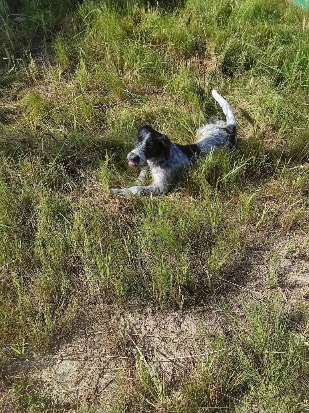 Найдена собака в Сургуте — фото объявления