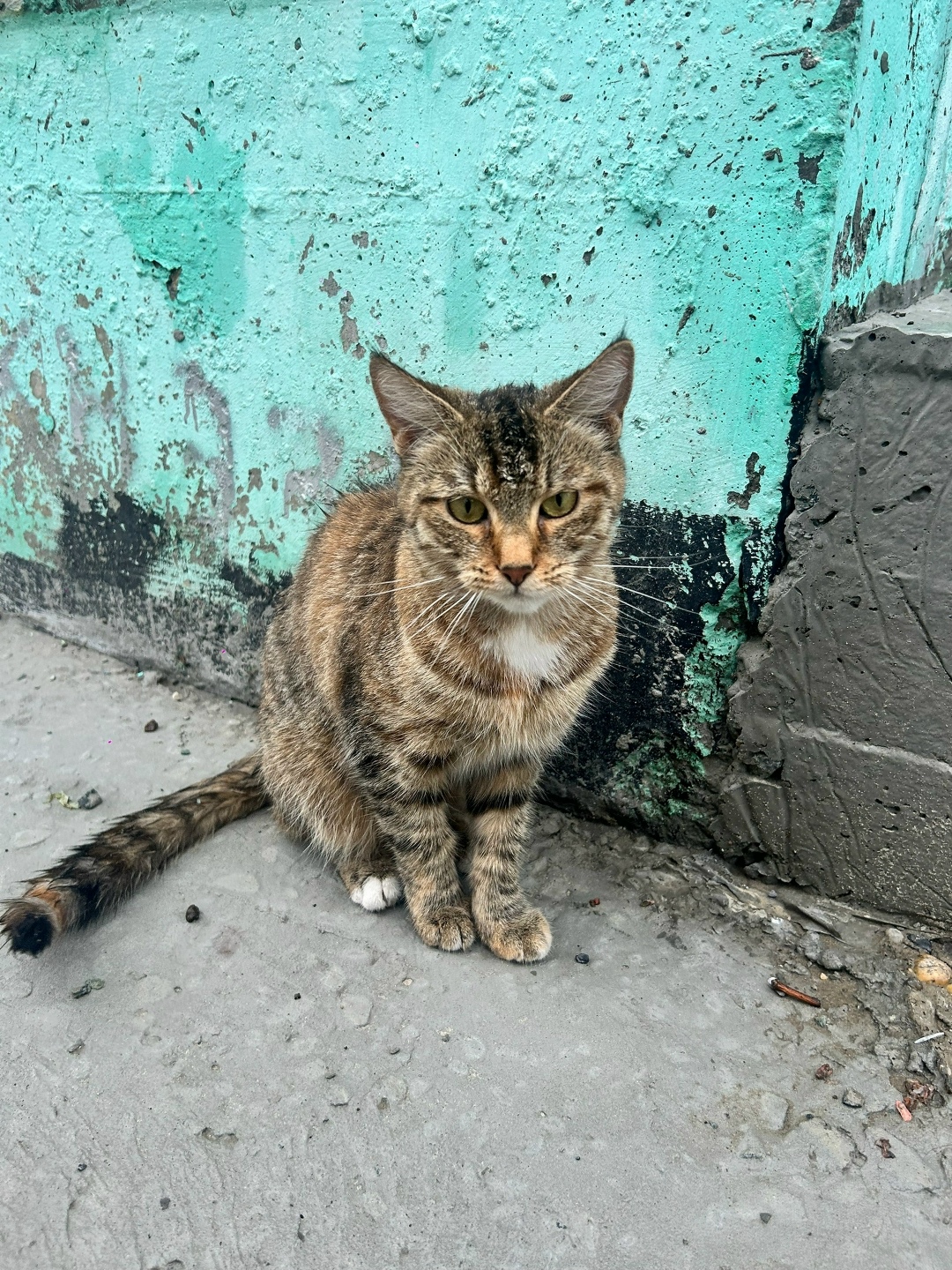 Найдена собака в Сургуте — фото объявления