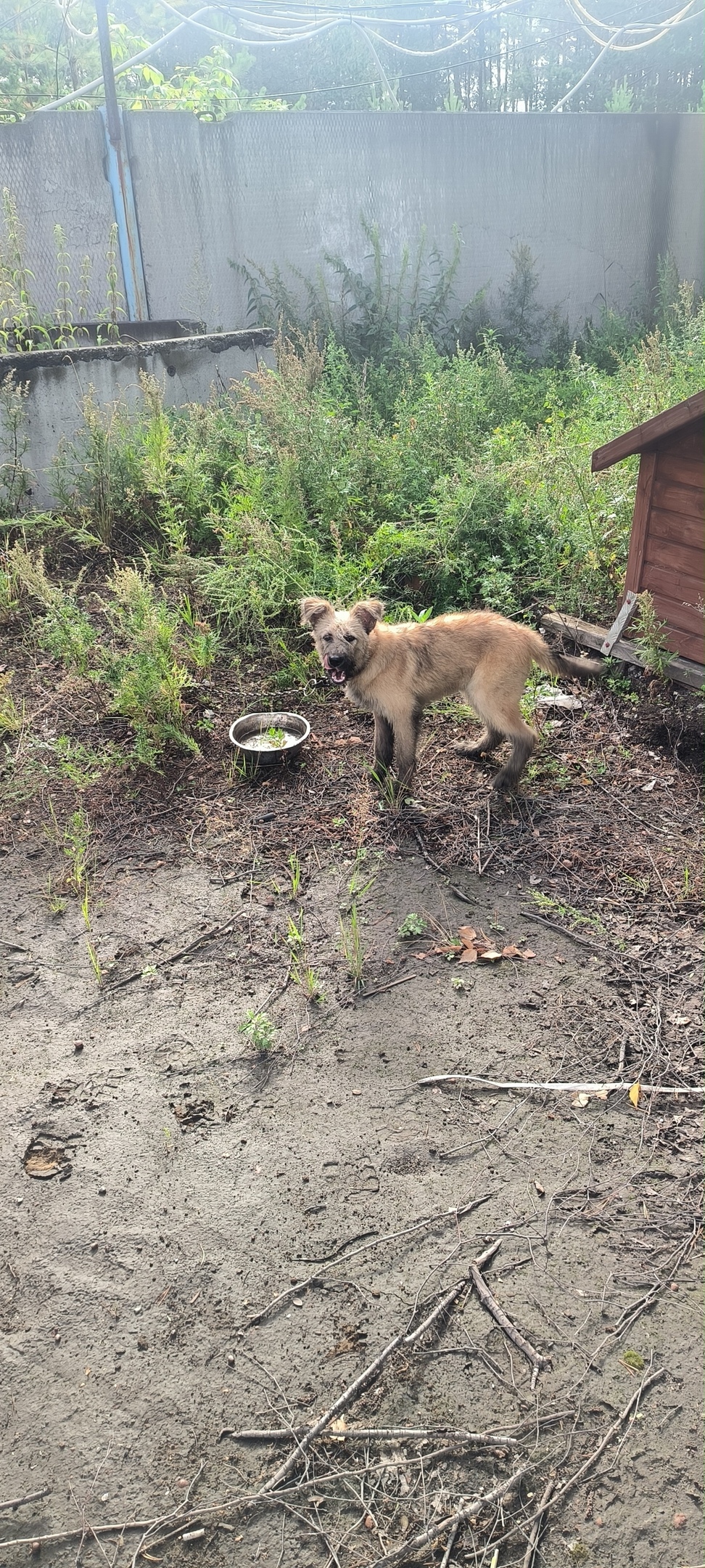 Найдена собака в Сургуте — фото объявления
