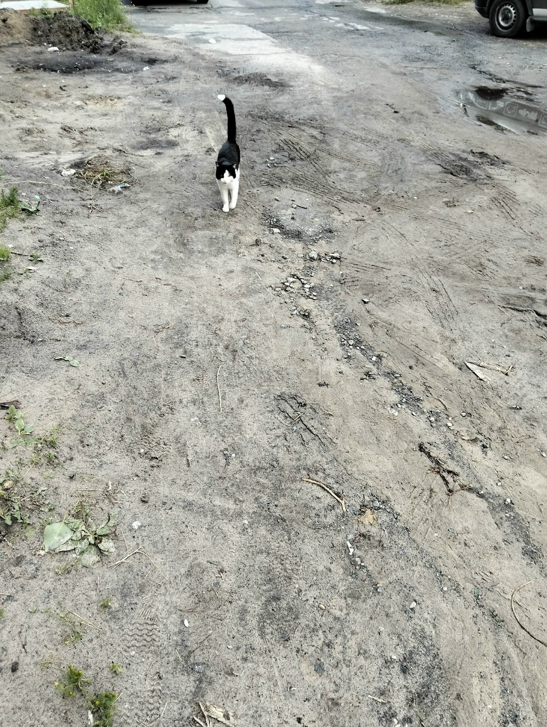 Пропала кошка в Сургуте — фото объявления