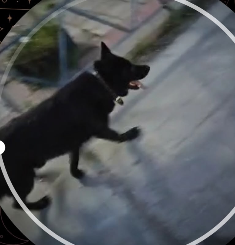 Пропала собака в Сургуте — фото объявления