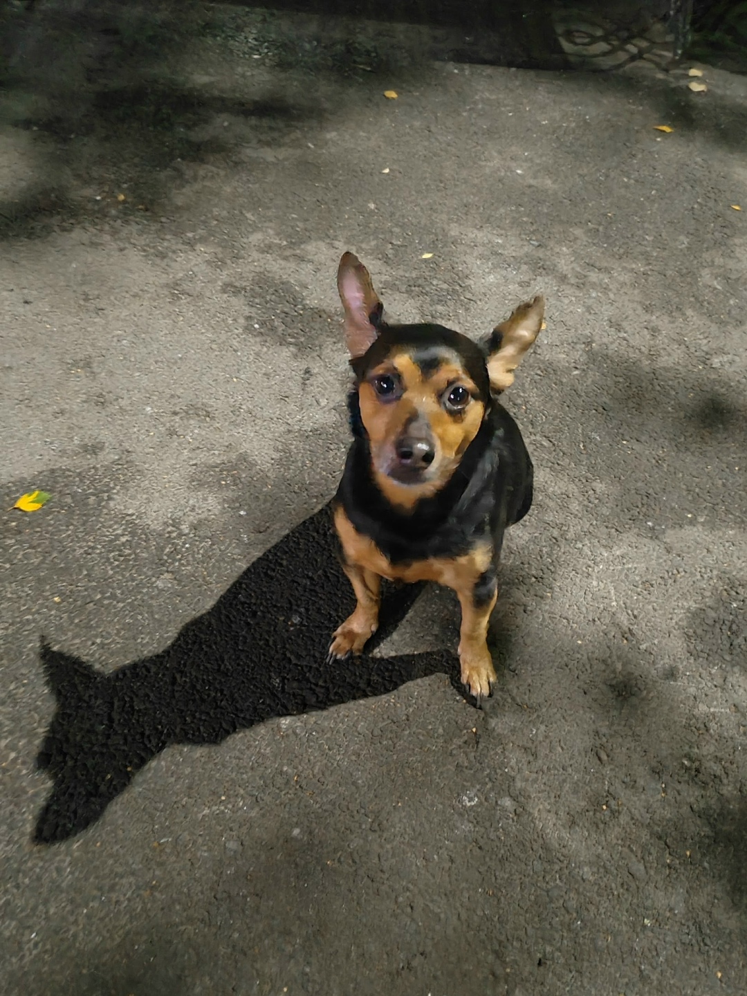 Пропала собака в Сургуте — фото объявления