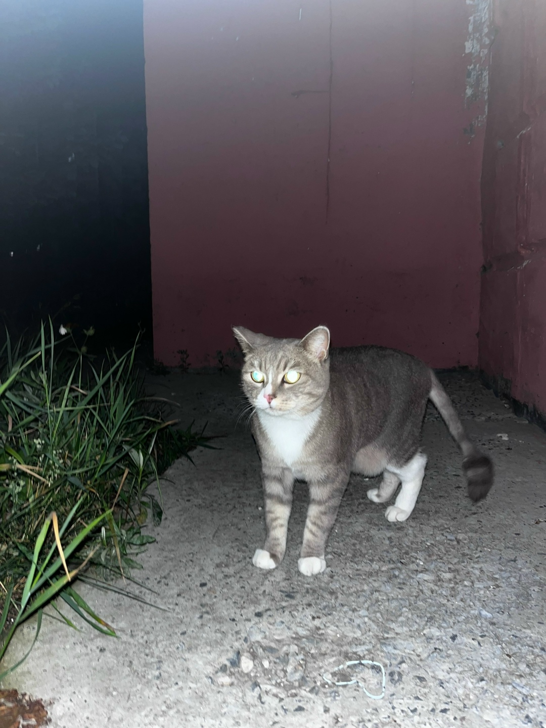 Пропала кошка в Сургуте — фото объявления