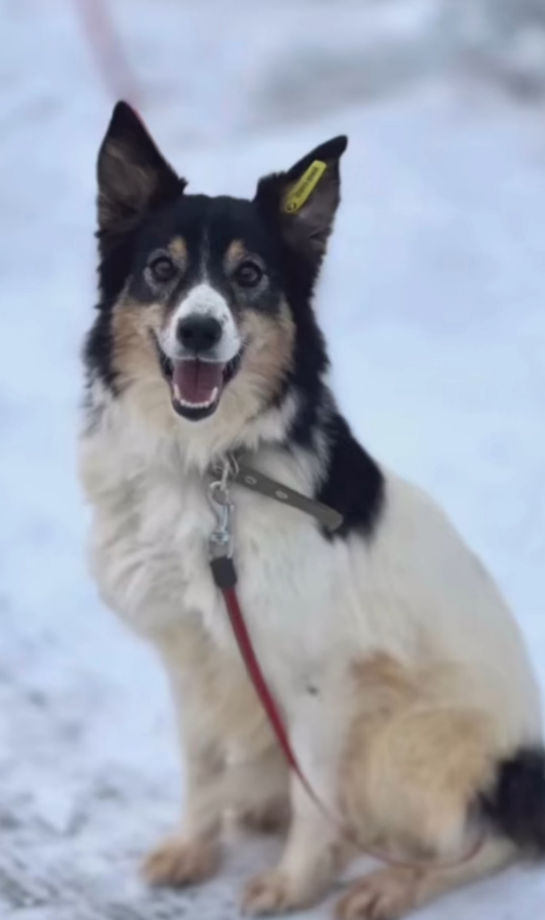 Пропала собака в Сургуте — фото объявления