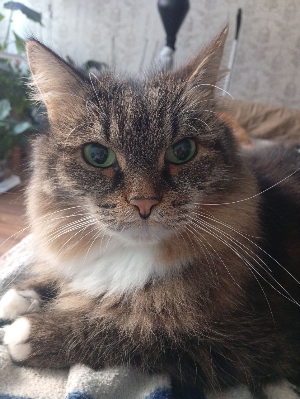 Пропала кошка в Сургуте — фото объявления