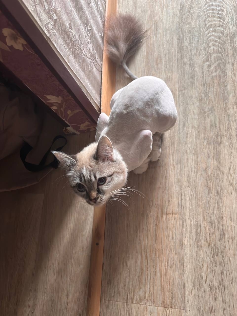 Пропала кошка в Сургуте — фото объявления