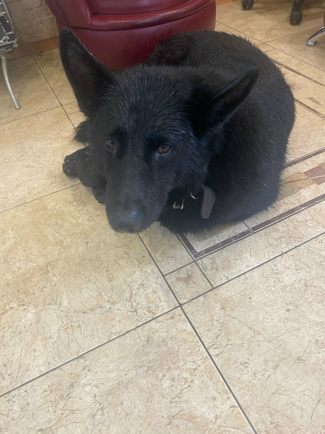 Пропала собака в Сургуте — фото объявления