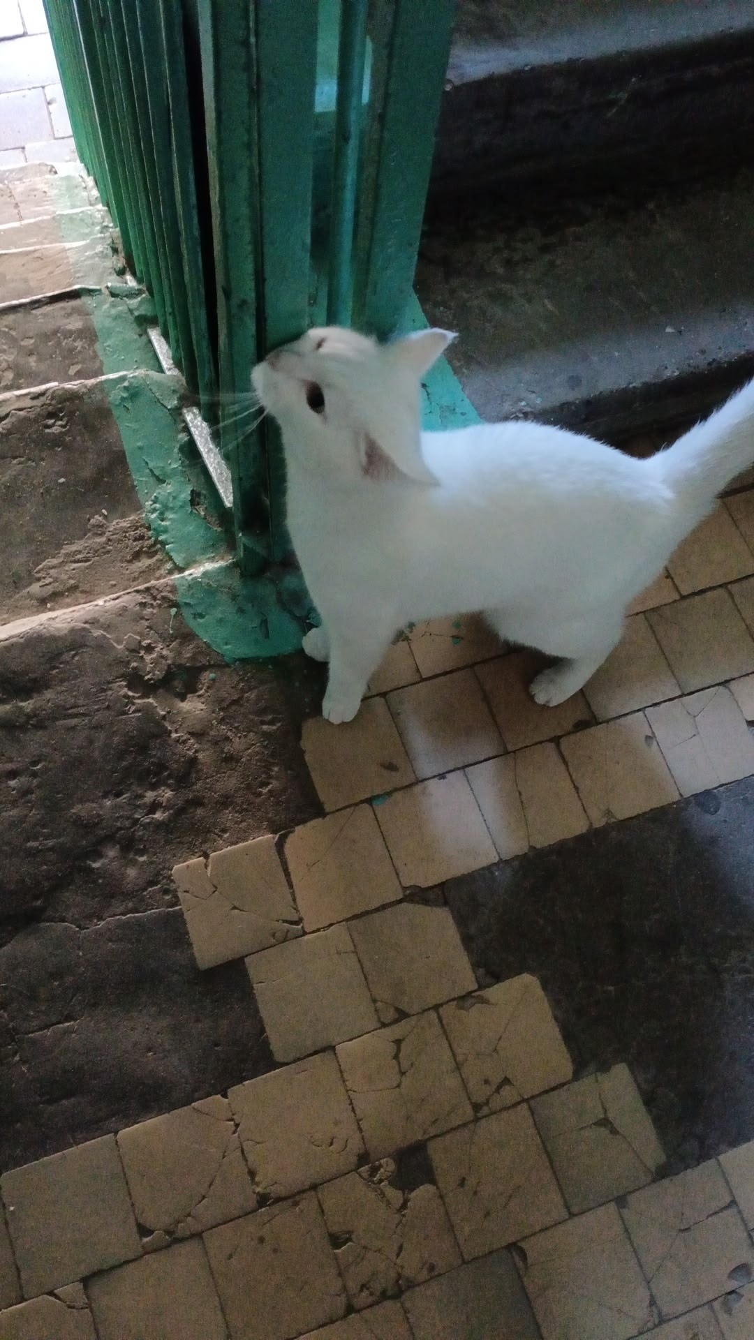 Пропала кошка в Сургуте — фото объявления