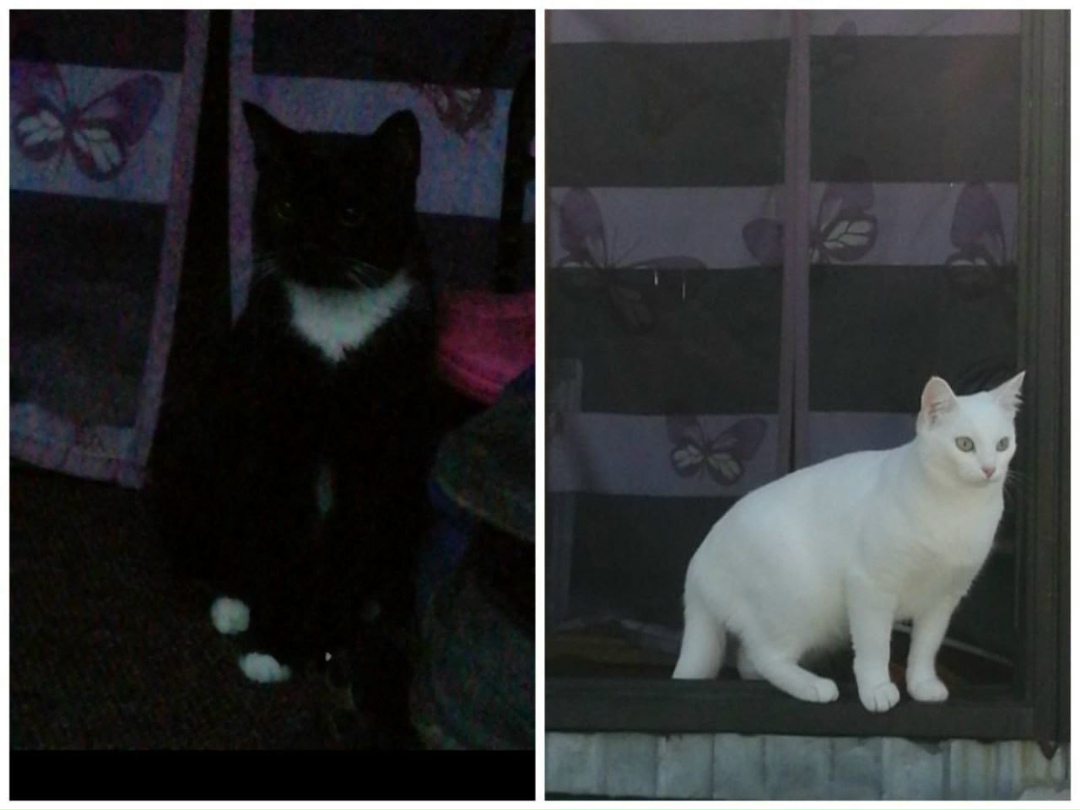 Пропала собака в Сургуте — фото объявления