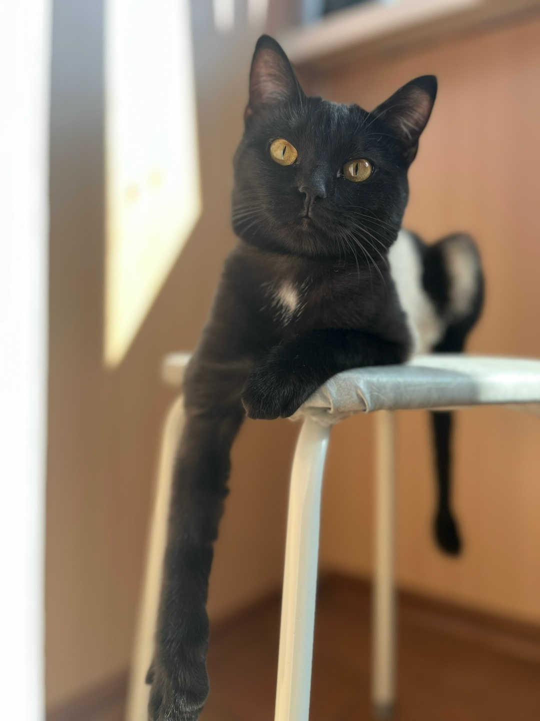 Пропала собака в Сургуте — фото объявления