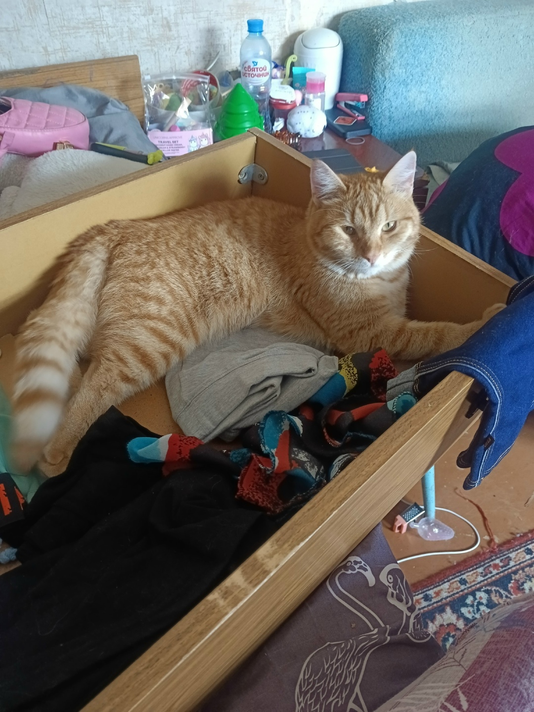 Найдена кошка в Сургуте — фото объявления