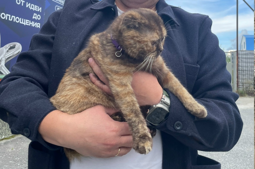 Найдена кошка в Сургуте — фото объявления