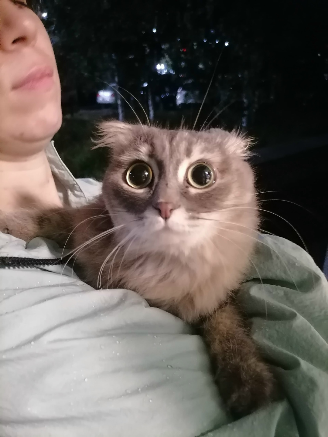 Найдена кошка в Сургуте — фото объявления