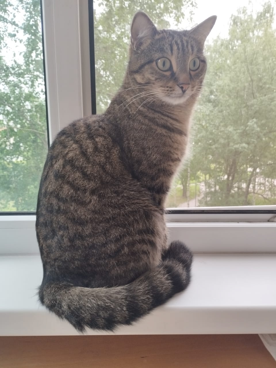 Пропала кошка в Сургуте — фото объявления