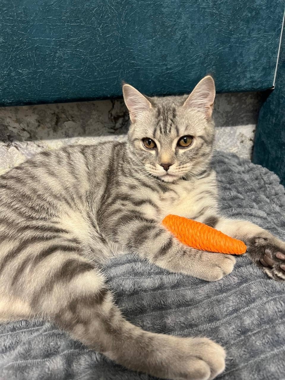 Пропала кошка в Сургуте — фото объявления