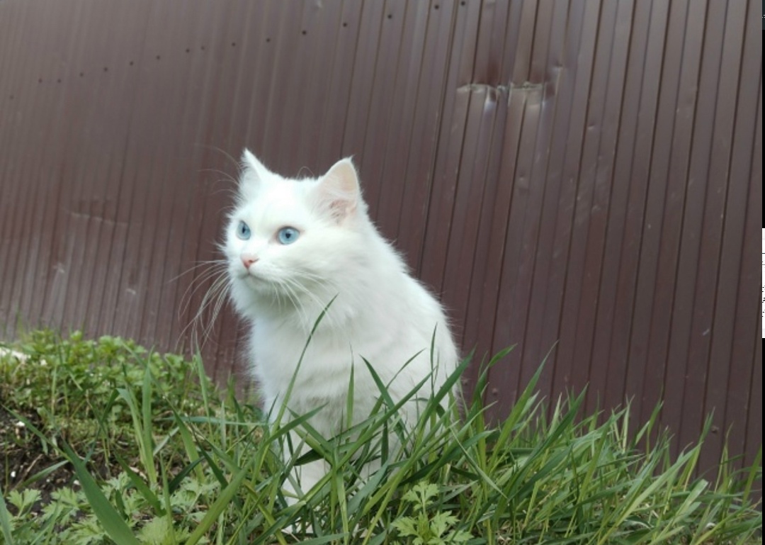 Пропала кошка в Сургуте — фото объявления