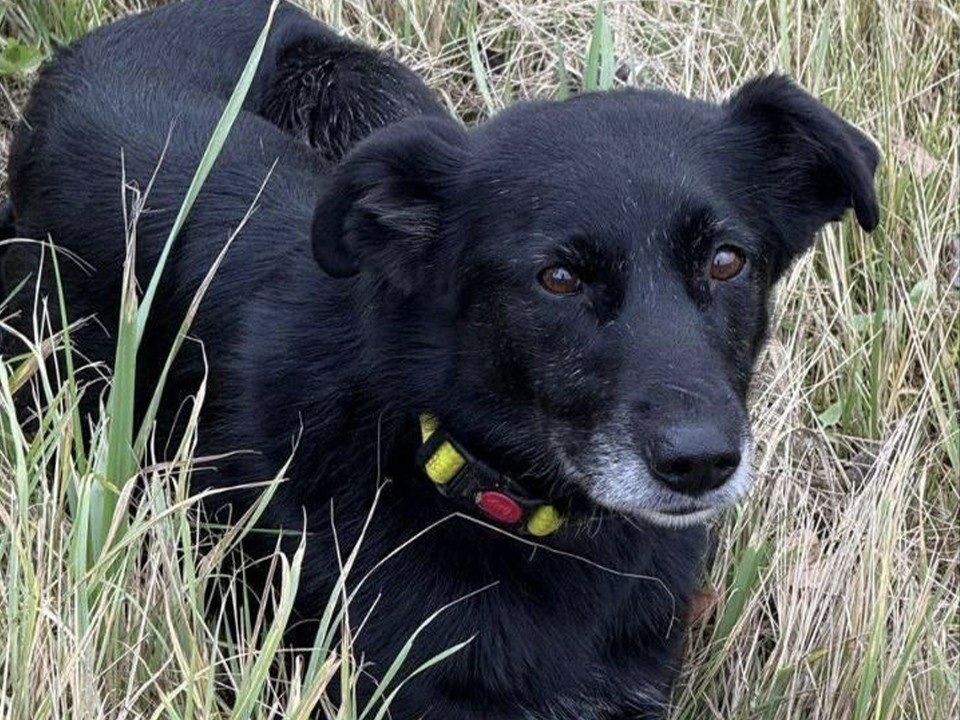 Пропала собака в Обнинске — фото объявления