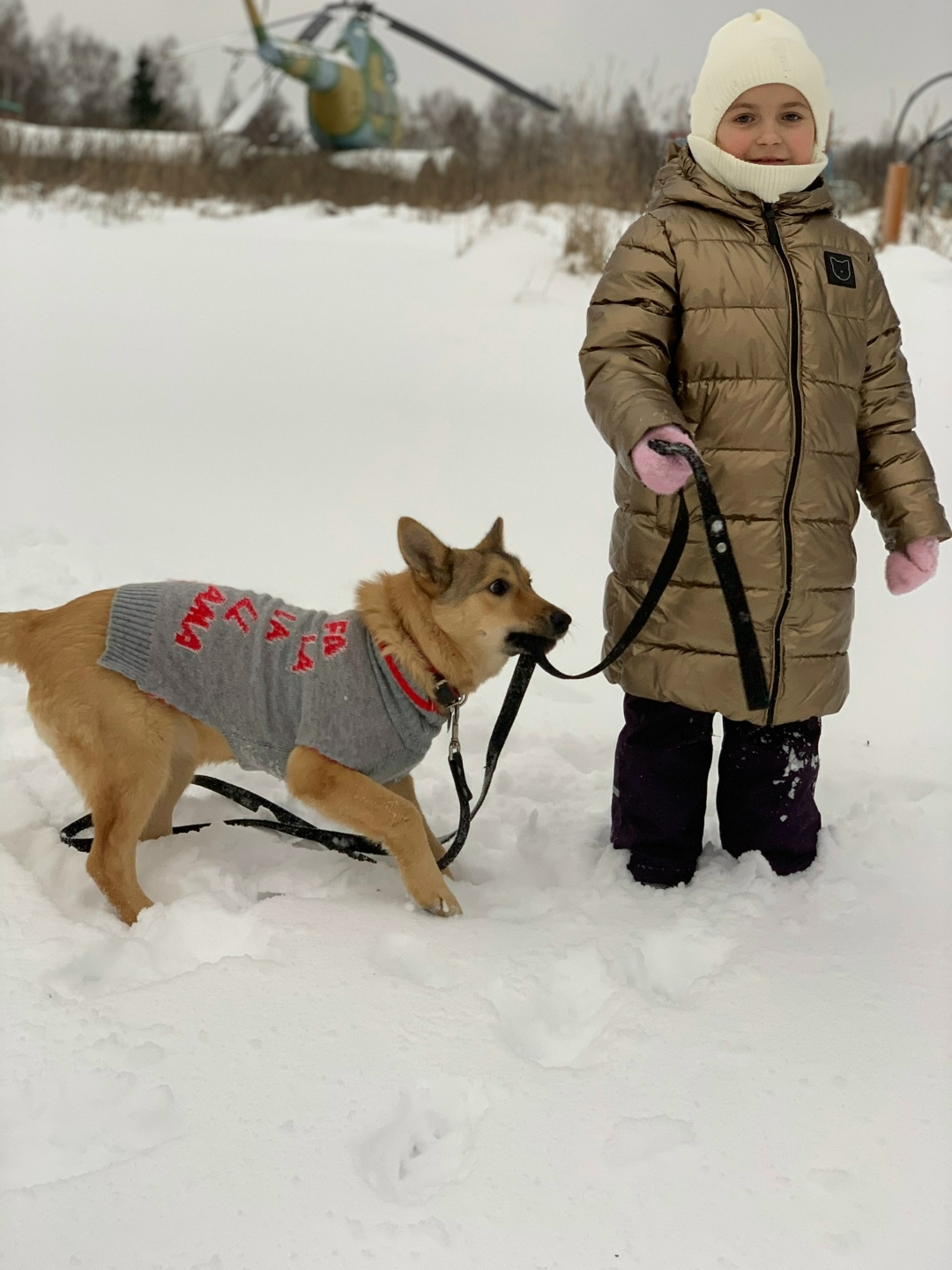 Пропала собака в Обнинске — фото объявления