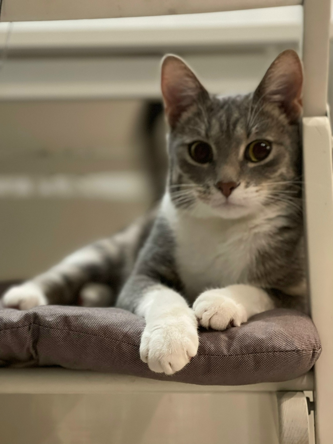 Пропала кошка в Обнинске — фото объявления