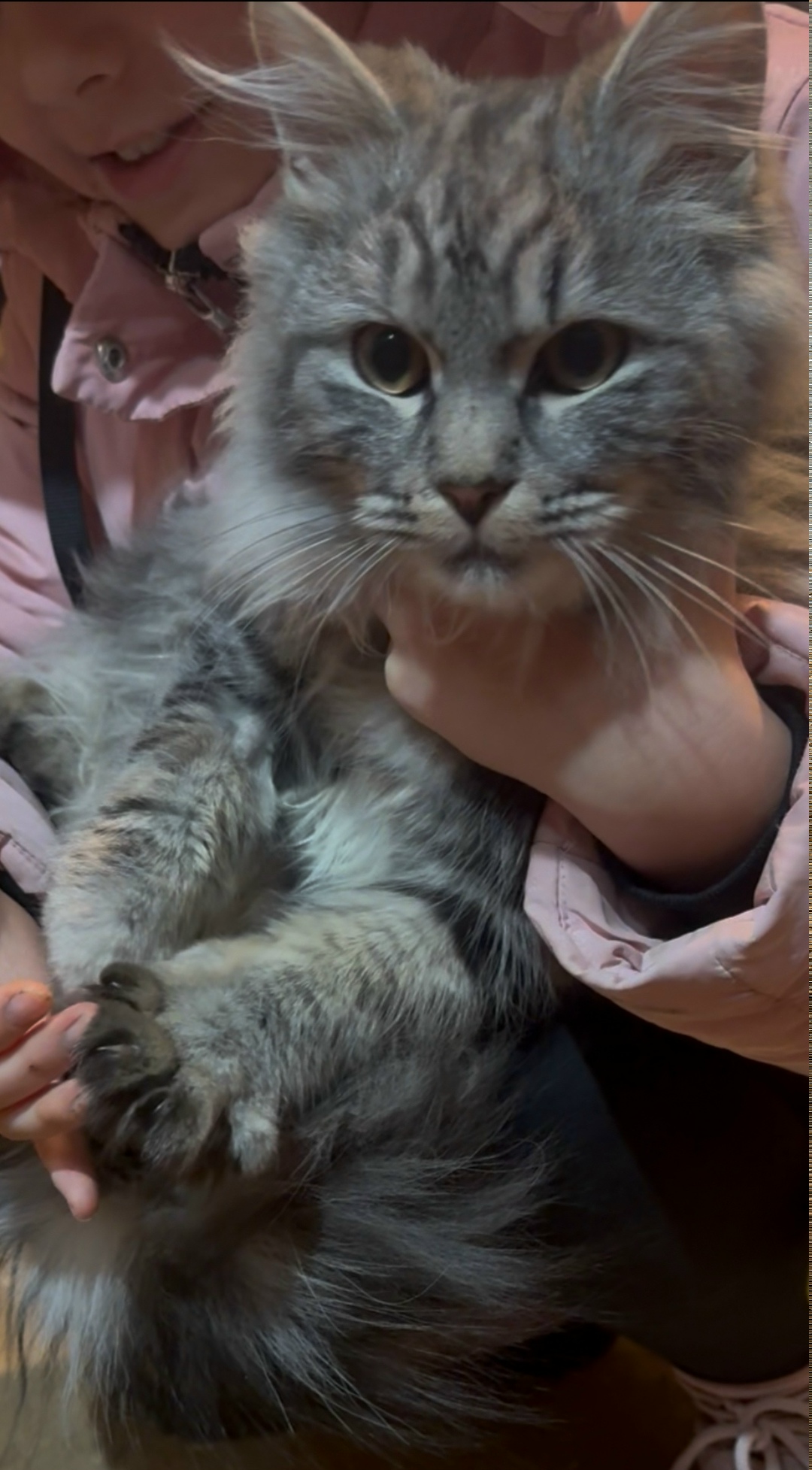 Найдена кошка в Обнинске — фото объявления