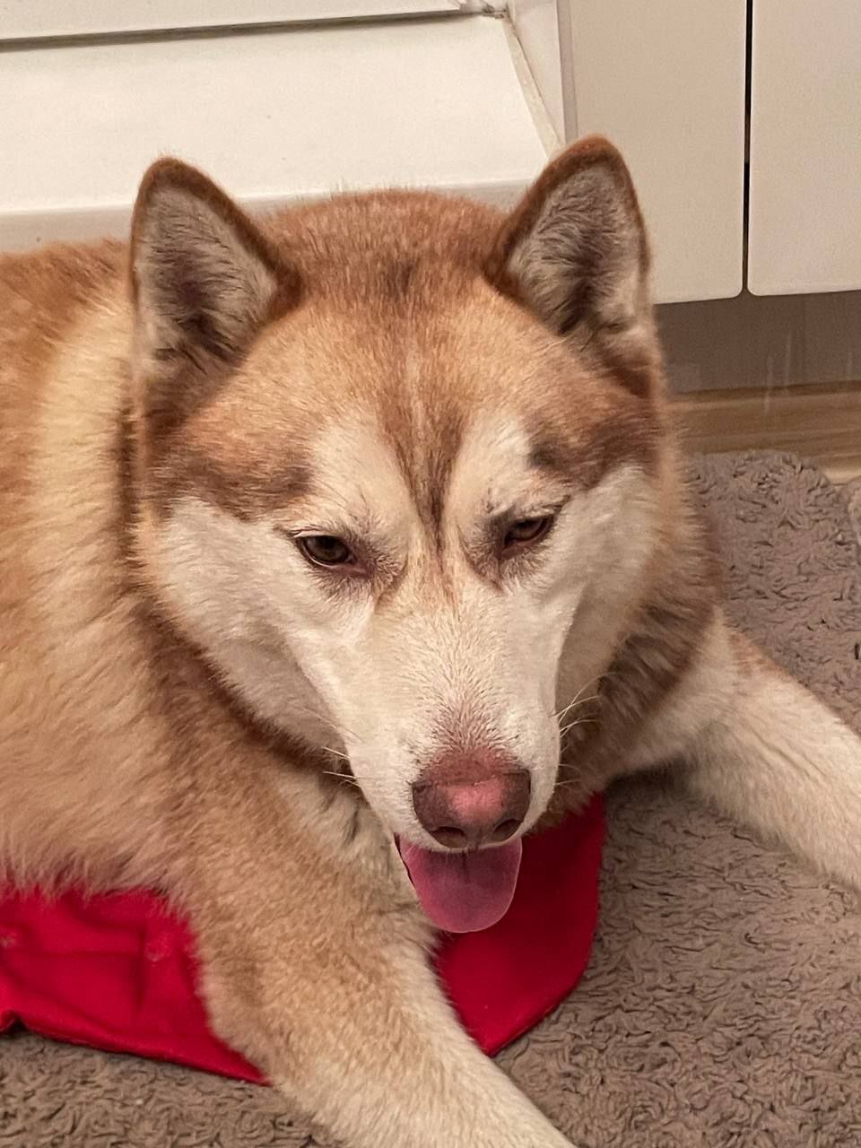 Найдена собака в Обнинске — фото объявления