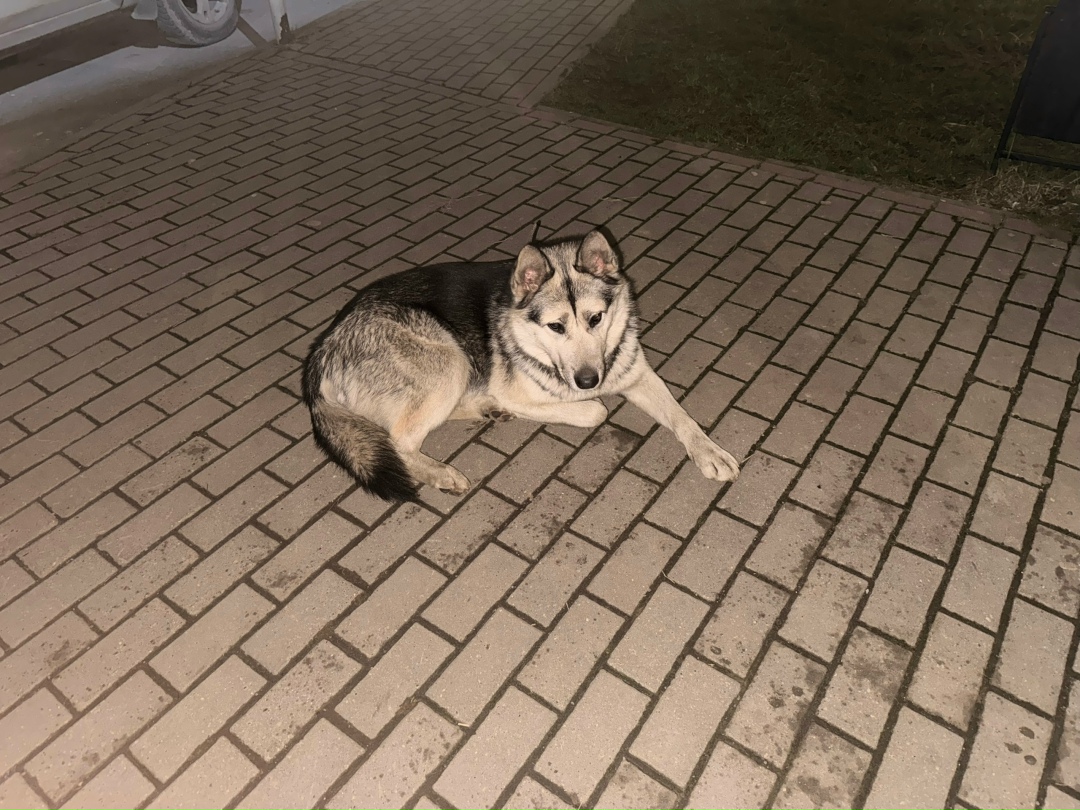 Пропала собака в Обнинске — фото объявления