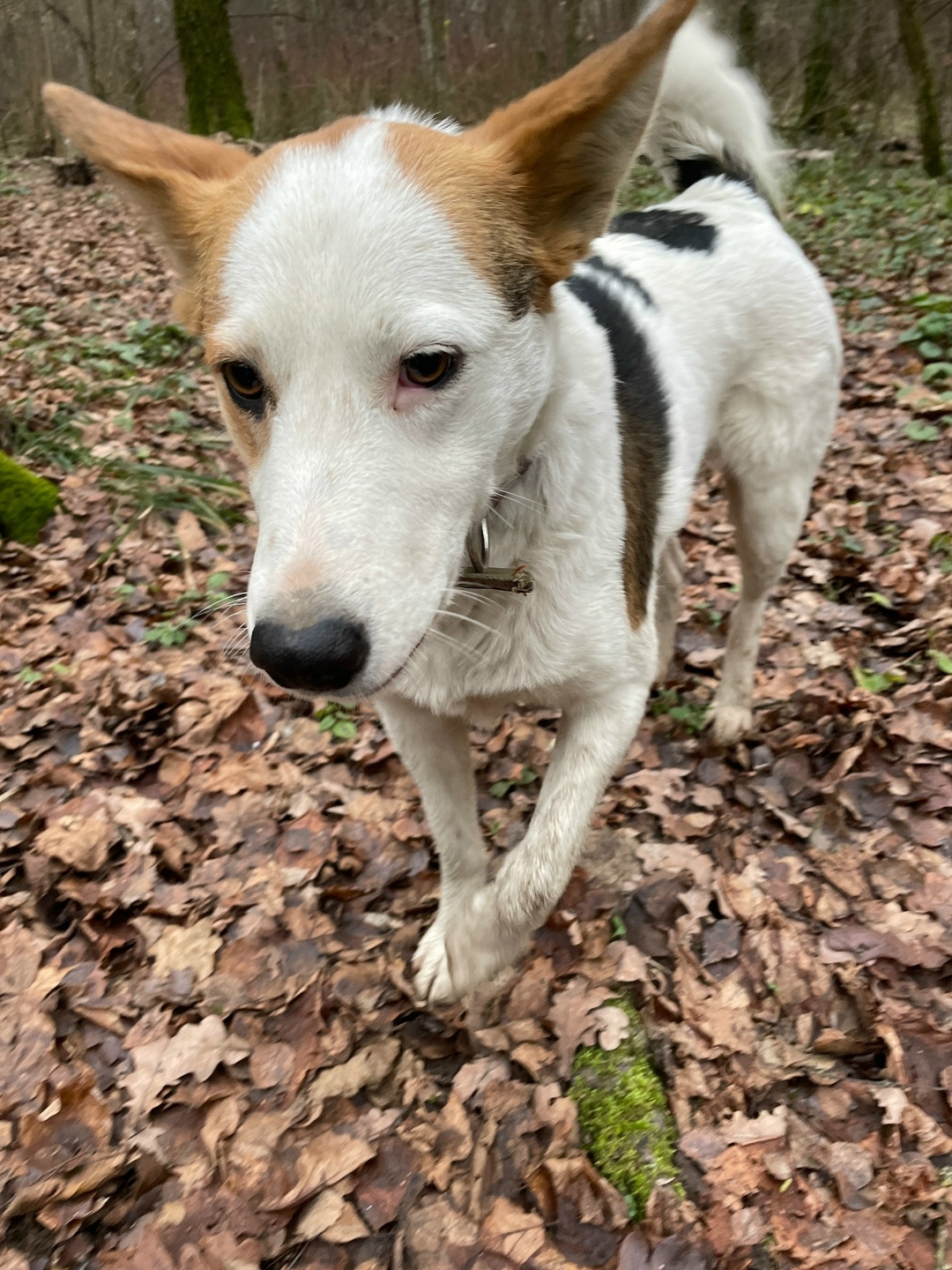 Пропала собака в Обнинске — фото объявления