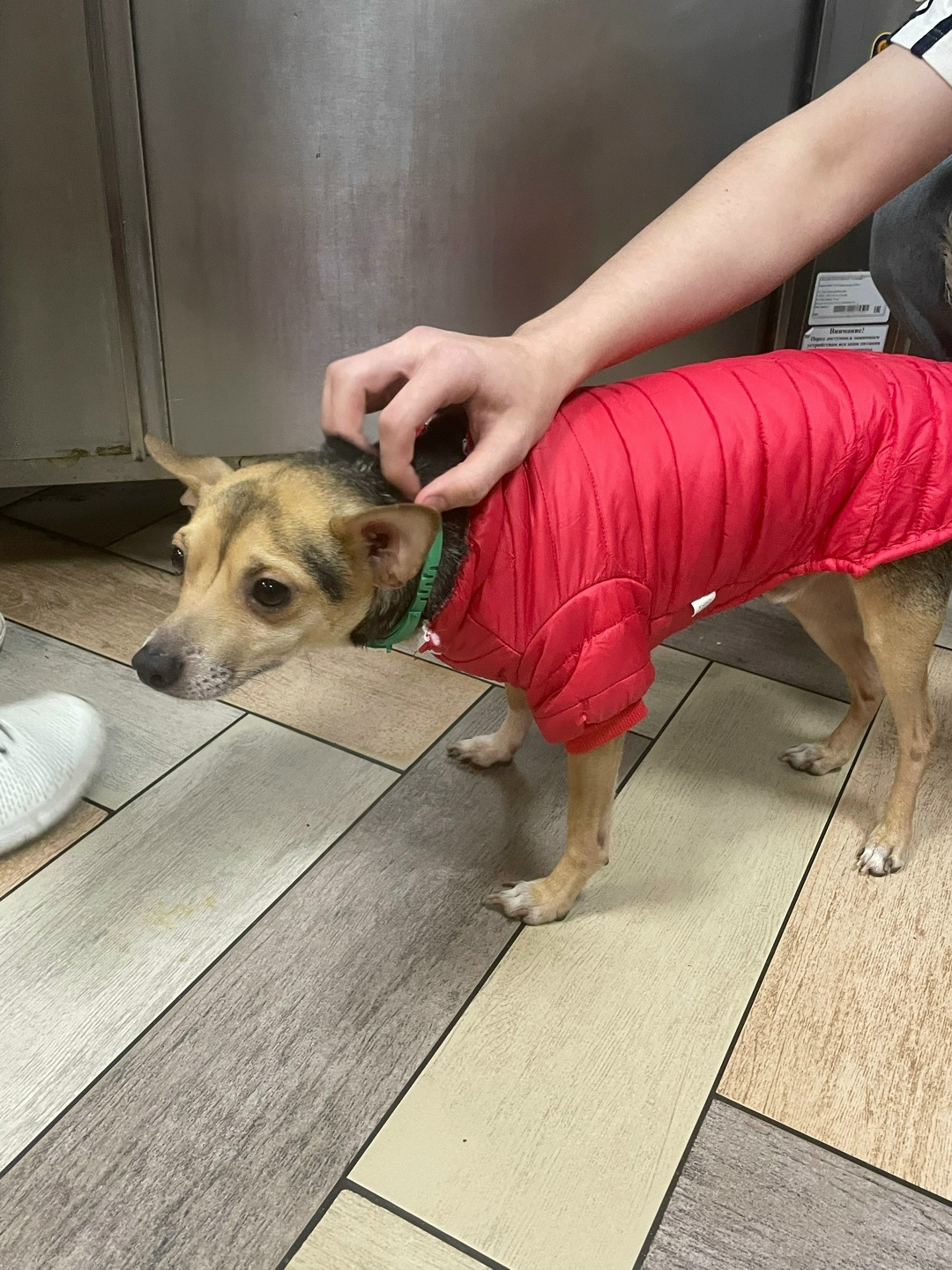 Найдена собака в Обнинске — фото объявления