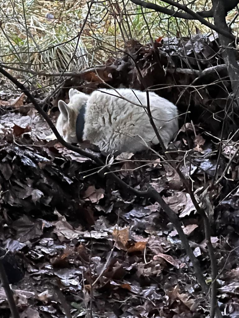 Найдена собака в Обнинске — фото объявления