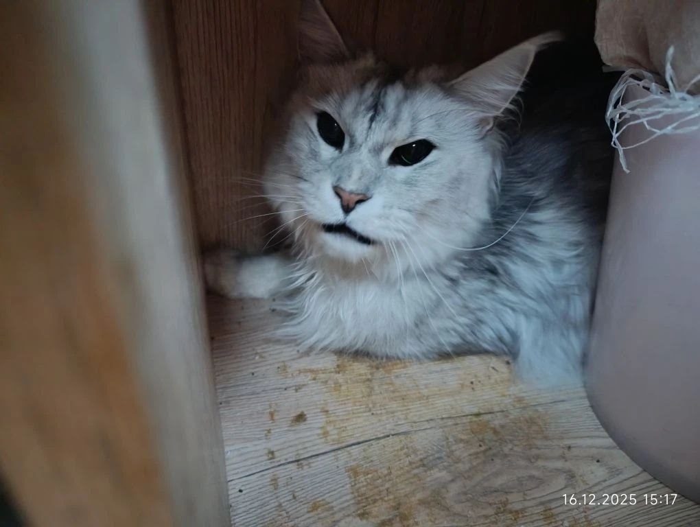 Найдена кошка в Обнинске — фото объявления