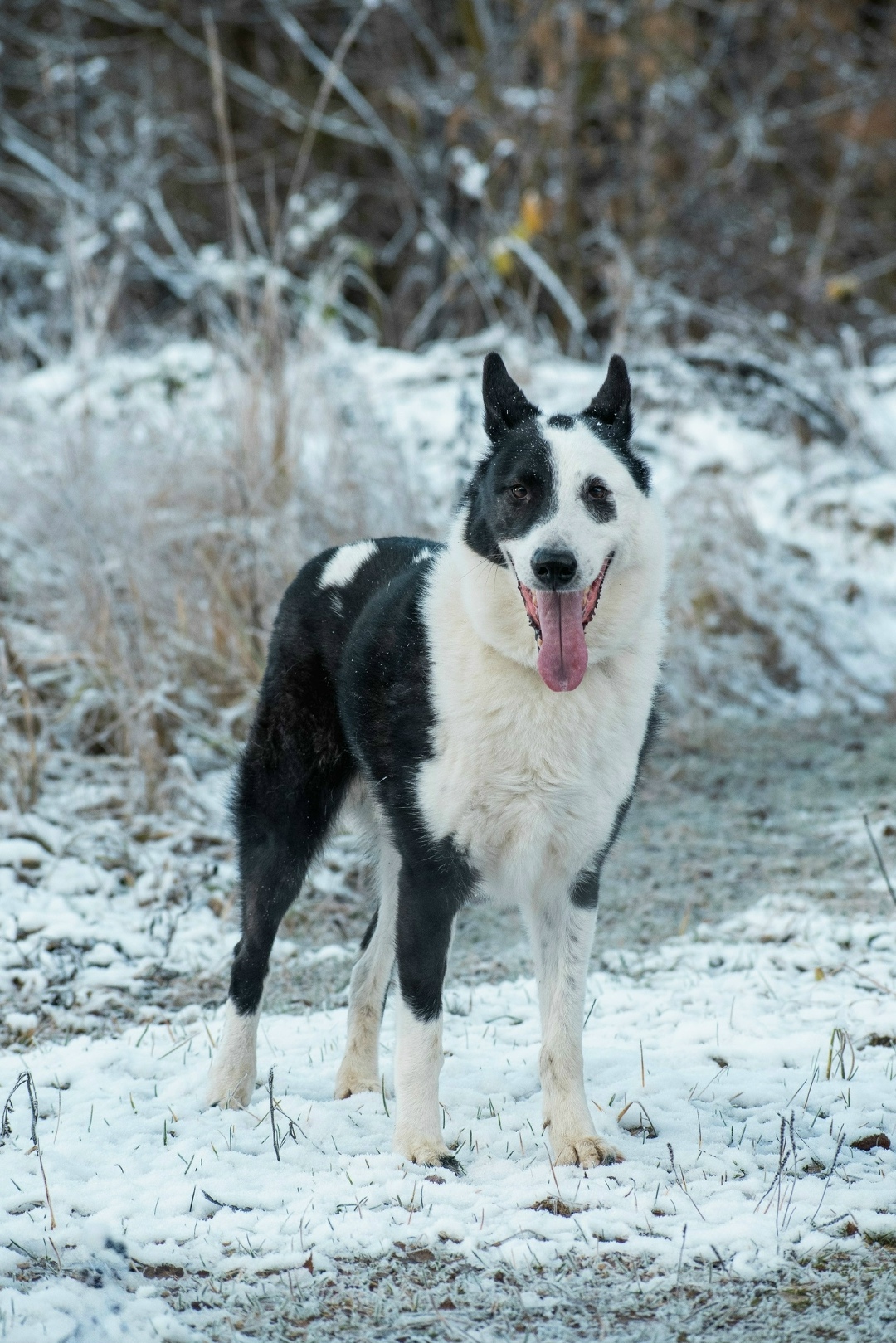 Пропала собака в Обнинске — фото объявления